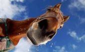 В Котласе цыган украл лошадь и продал её в Кирове