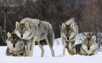На окраине Северодвинска появилась стая волков