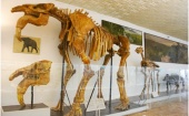 В Северодвинске откроется выставка Палеонтологического музея РАН.